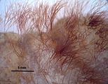 2 - Assi eretti pseudodicotomi